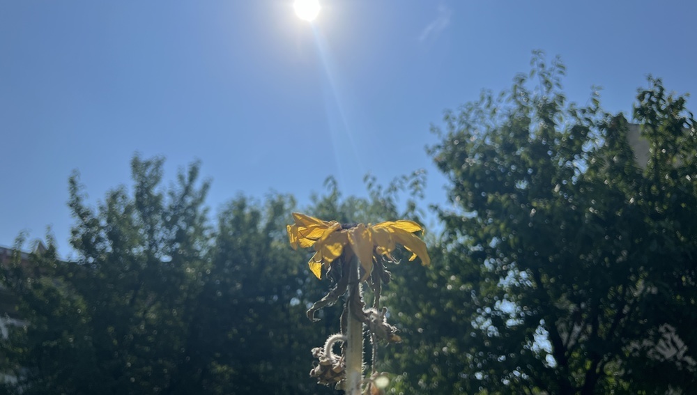 Sonnenblume verwelkt in der Hitze