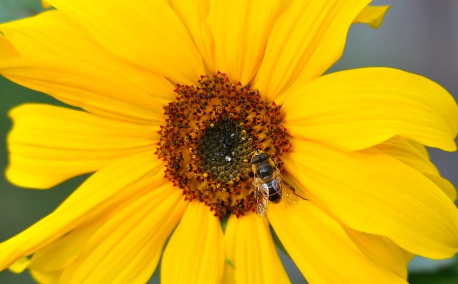 Blume mit Biene