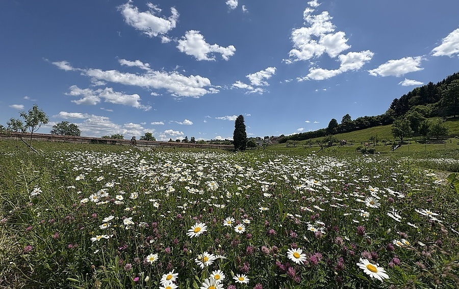 Wilder Barockgarten im Zisterzienserstift Rein